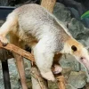 Southern Tamandua Diamond Painting