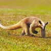 Southern Tamandua Animal Diamond Painting