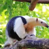 Southern Tamandua Anteater Diamond Painting