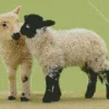 Two Cute Lambs Diamond Painting