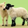 Two Cute Lambs Diamond Painting