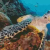 Underwater Sea Turtle Diamond Painting