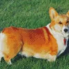 Welsh Corgi Pembroke Diamond Painting