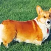 Welsh Corgi Pembroke Diamond Painting