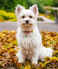 Westy Dog In Autumn Leaves Diamond Painting