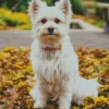 Westy Dog In Autumn Leaves Diamond Painting