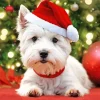 Westy Dog In Santa Hat Diamond Painting