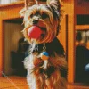 Yorkshire Terrier Playing With A Ball Diamond Painting