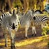 Zebras In Savannah Diamond Painting