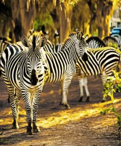 Zebras In Savannah Diamond Painting