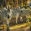 Zebras In Savannah Diamond Painting