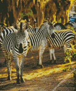 Zebras In Savannah Diamond Painting