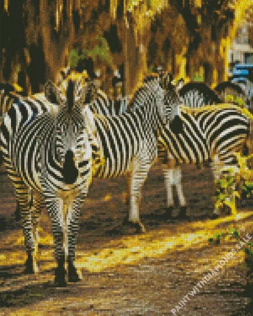 Zebras In Savannah Diamond Painting