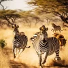 Zebras Running Diamond Painting