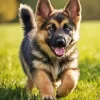 Adorable German Shepherd Puppy Diamond Painting