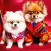 Adorable Pomeranians Couple Diamond Painting