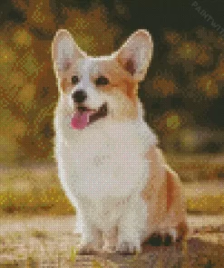 Adorable Pembroke Welsh Corgi Diamond Painting