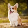 Adorable Pembroke Welsh Corgi Diamond Painting