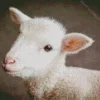 Baby Lamb Face Diamond Painting