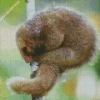 Baby Northern Silky Anteater Diamond Painting