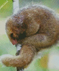 Baby Northern Silky Anteater Diamond Painting