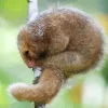 Baby Northern Silky Anteater Diamond Painting