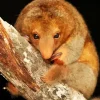 Baby Silky Anteaters Diamond Painting