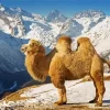 Bactrian Camel Diamond Painting