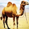 Bactrian Camel Art Diamond Painting