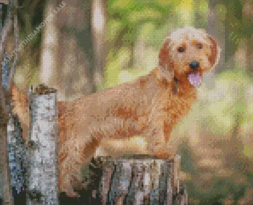 Basset Fauve De Bretagne Diamond Painting