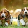 Basset Hound Puppies Diamond Painting