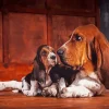 Basset Hound Puppy Diamond Painting