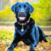 Black Labrador Dog Diamond Painting