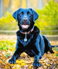 Black Labrador Dog Diamond Painting