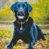 Black Labrador Dog Diamond Painting