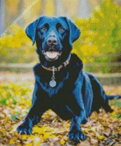 Black Labrador Dog Diamond Painting