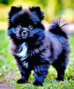 Black Pomeranian Diamond Painting