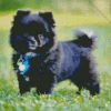 Black Pomeranian Diamond Painting