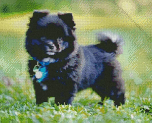 Black Pomeranian Diamond Painting