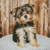 Black And Tan Morkie Dog Diamond Painting