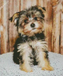 Black And Tan Morkie Dog Diamond Painting