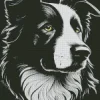 Black And White Border Collie Diamond Painting