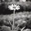 Black And White Coneflower Diamond Painting