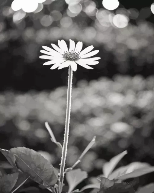 Black And White Coneflower Diamond Painting