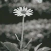 Black And White Coneflower Diamond Painting