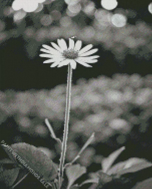 Black And White Coneflower Diamond Painting