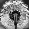 Black And White Dandelion Diamond Painting