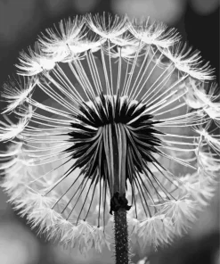 Black And White Dandelion Diamond Painting