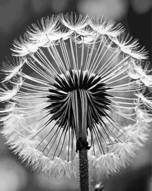 Black And White Dandelion Diamond Painting