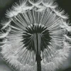 Black And White Dandelion Diamond Painting